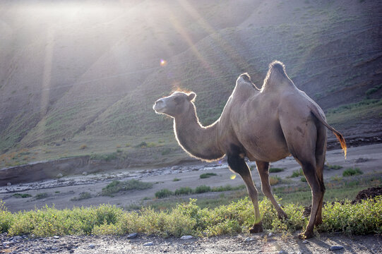 阳光下一只骆驼
