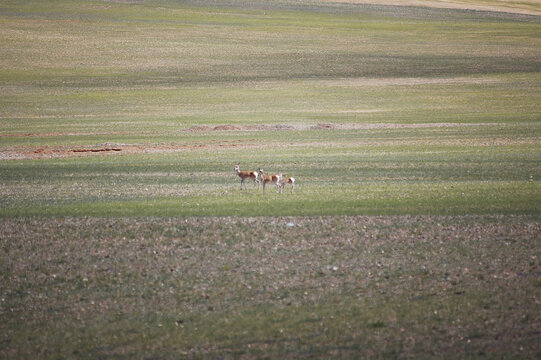 草原上三只可爱的藏羚羊
