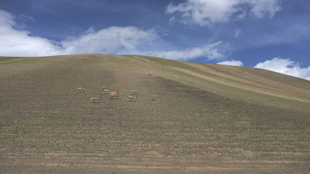高山草甸上有几只藏羚羊