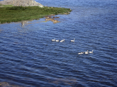 蓝色湖中几只野鸭子