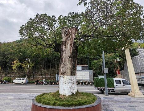 枯死的古树长出新枝