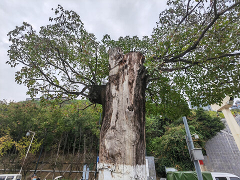 枯死的古树长出新枝