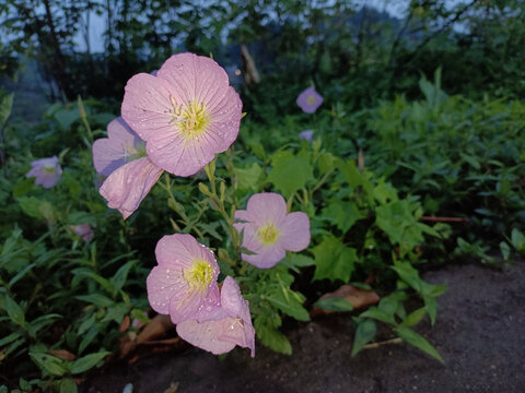 路边的野花