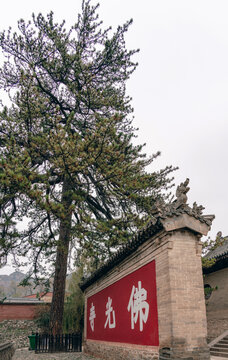 佛光寺山门松树