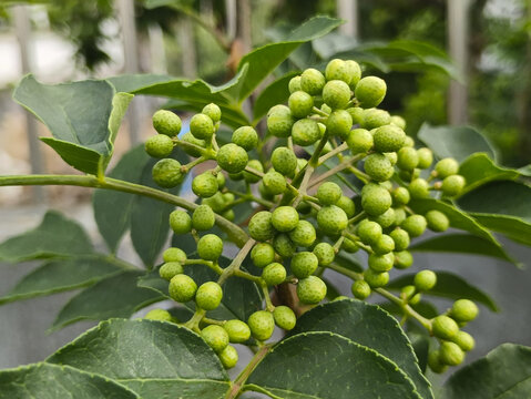 枝头果实青花椒