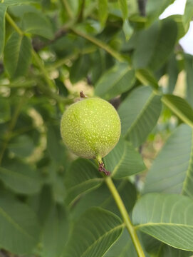 枝头青果拍摄