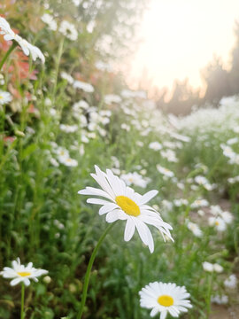 小雏菊