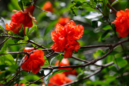 石榴花