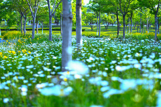 雏菊菊花