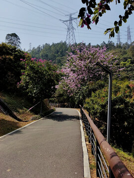 光明大雁山绿道