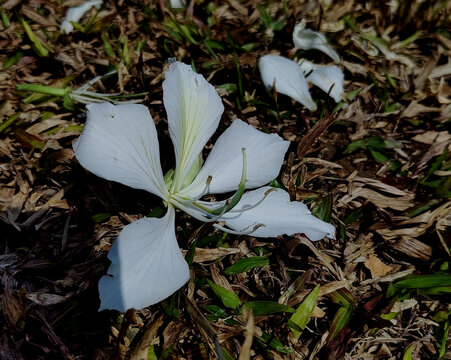 地面落花