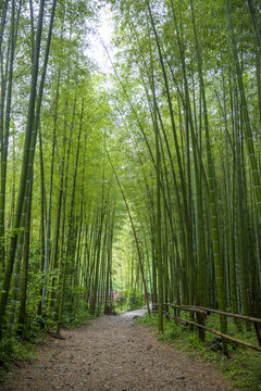 竹林背景