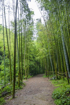 竹林背景