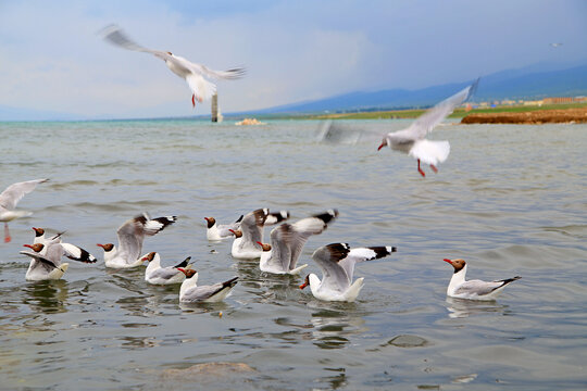 青海湖海鷗