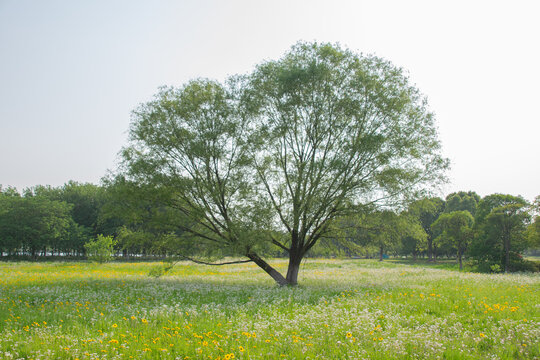 菊花与柳树