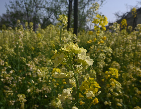 油菜花