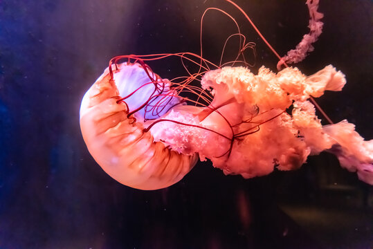 海水中的太平洋海刺水母