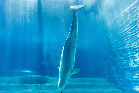 海洋馆水底中的大白鲸