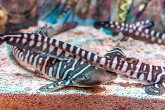 三亚水族馆中的热带鱼