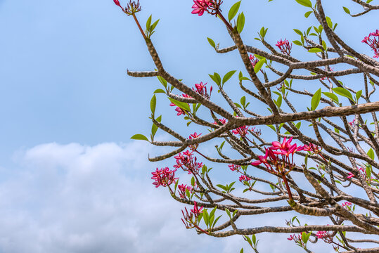 蓝天下的红鸡蛋花