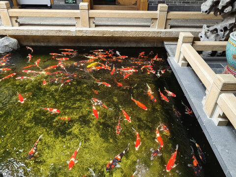 中式建筑锦鲤水池