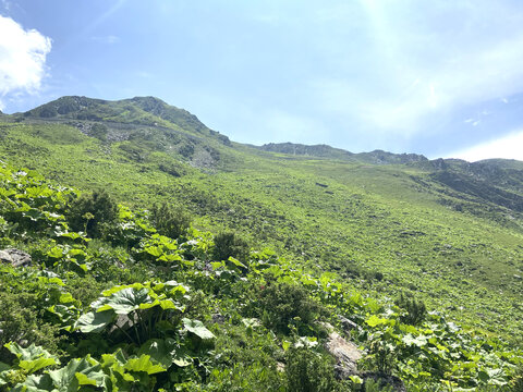 高山植被