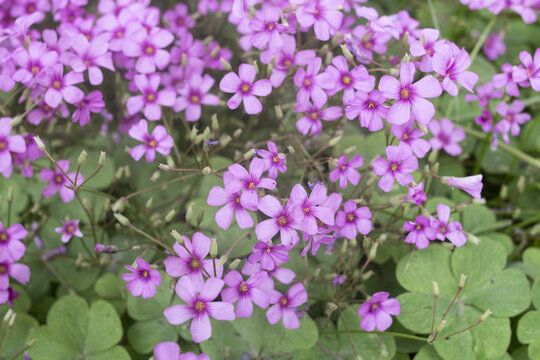 醡浆草花