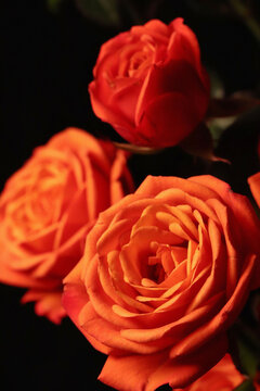 橙色芭比多头玫瑰