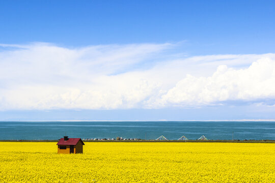 青海湖夏日风景