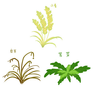 苦菜小麥靡草插圖