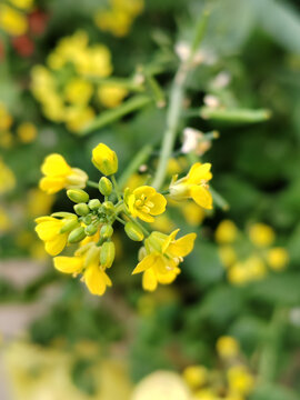 乌塌菜花