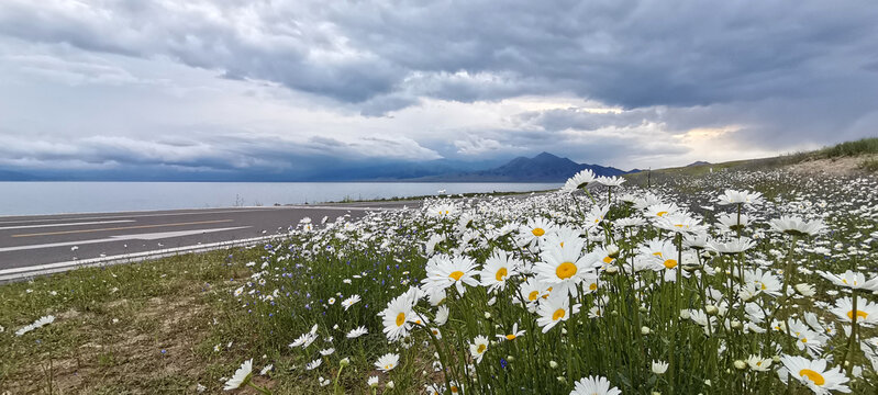 野花