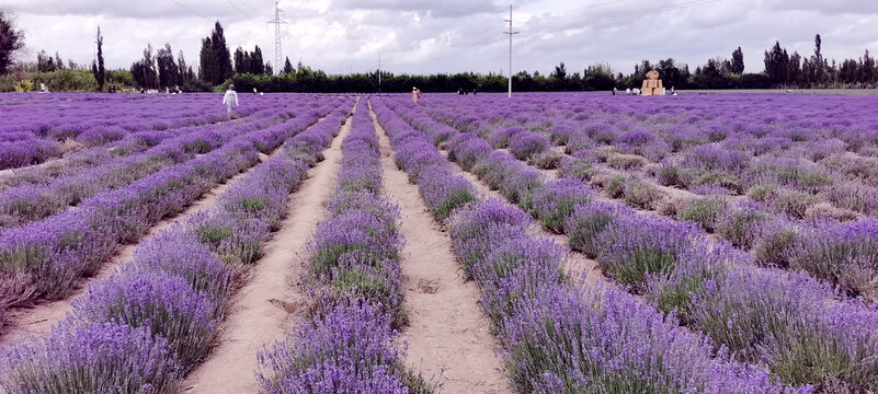 薰衣草花海