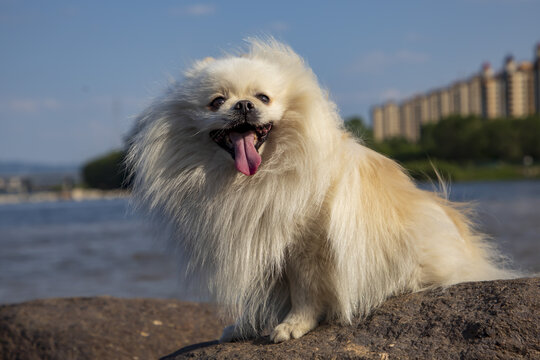 吐舌头的白色博美犬