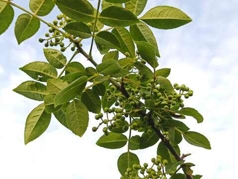 拍摄种植园青花椒