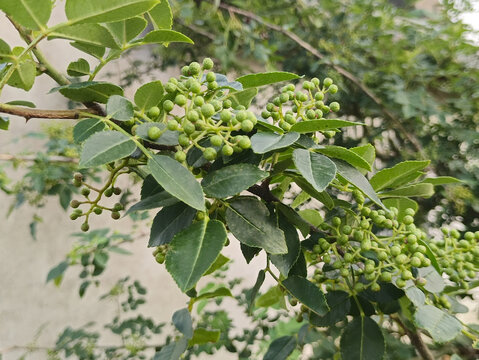 青花椒种植园