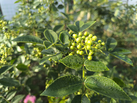 鲜嫩青花椒