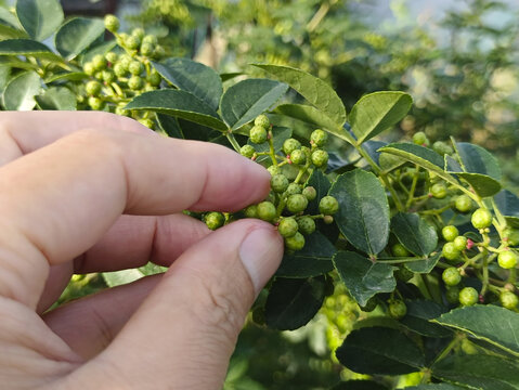 枝头摘青花椒