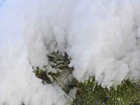 雪景