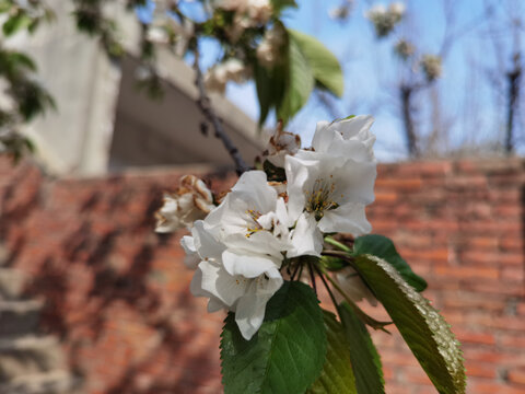 浪漫樱花