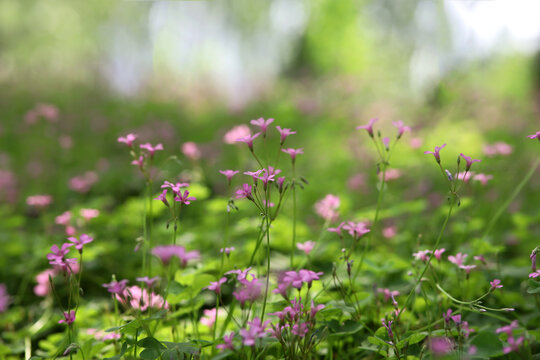 红花醡浆草