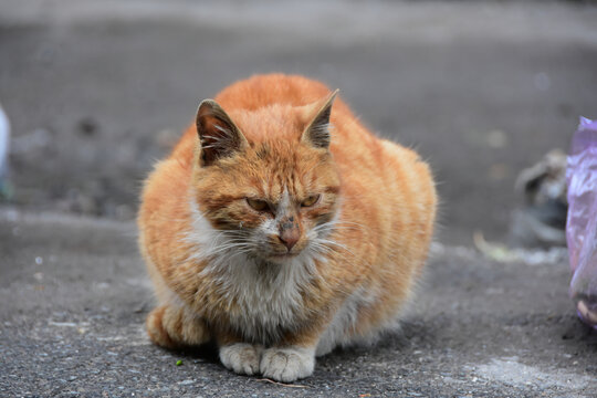 猫猫狗狗