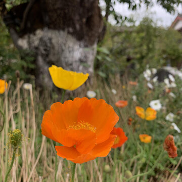 花花草草