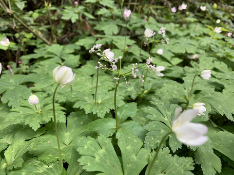 花花草草