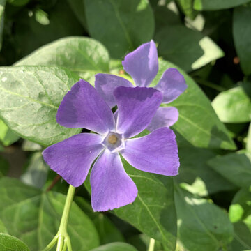 花花草草