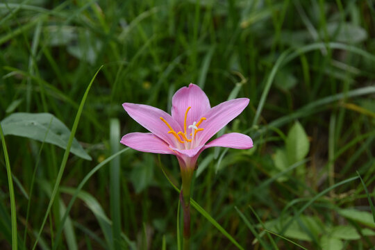 花花草草