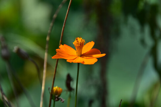 花花草草