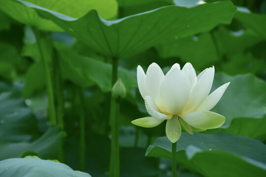 荷花莲花