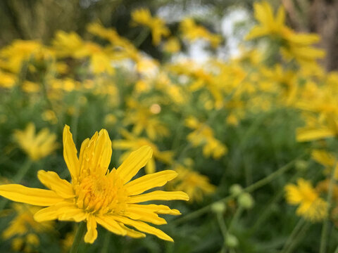 花花草草