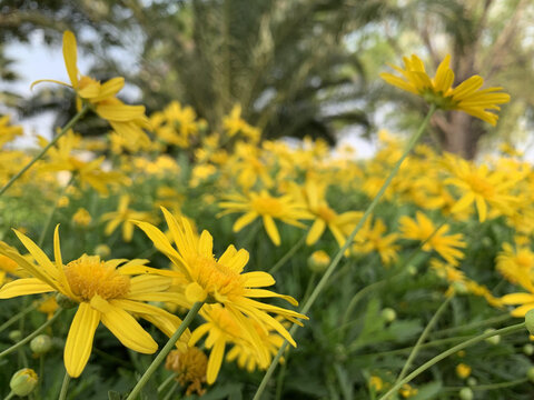 花花草草